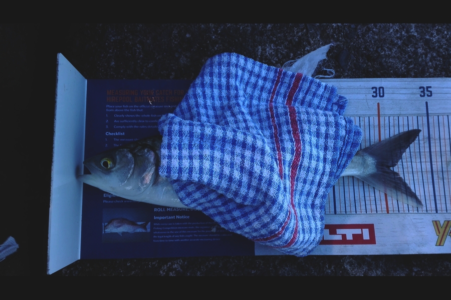Marisa Andrews caught this 30.5cm Kahawai at wellington harbour during The Hirepool Baitmates Fishing Comp